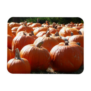 Pumpkins Foto für Herbst, Halloween oder Erntedank Magnet