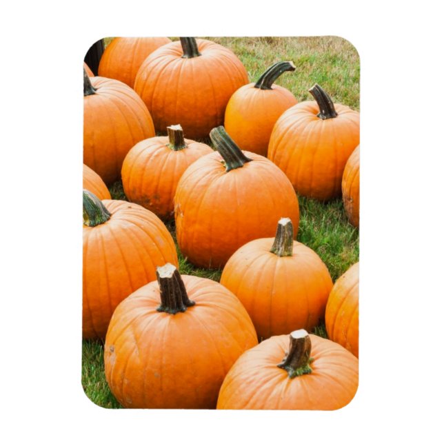 Pumpkins für den Verkauf auf einem Bauernmarkt Magnet (Vertikal)