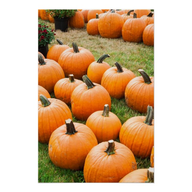 Pumpkins für den Verkauf auf einem Bauernmarkt Poster (Vorderseite)