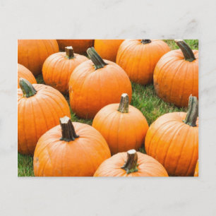 Pumpkins für den Verkauf auf einem Bauernmarkt Postkarte