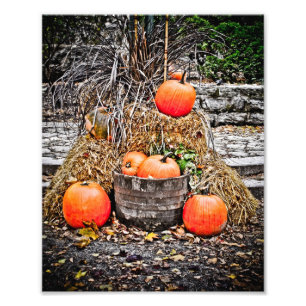 Pumpkins in Quebec Fotodruck