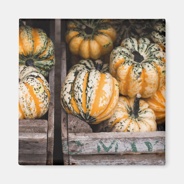 "PUMPKINS" LEBENSMITTELKÜHLSCHRANK MAGNET (Vorne)