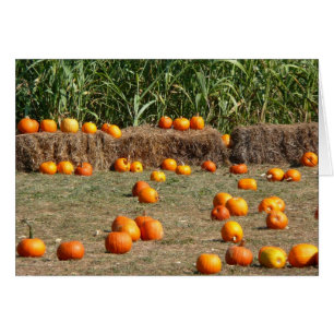 Pumpkins, Mais und Hay Herbst Erntefotografie