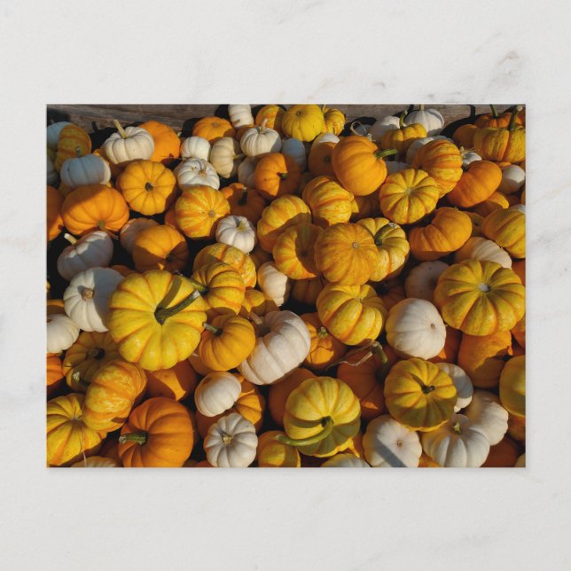 Pumpkins Postcard Postkarte (Vorderseite)
