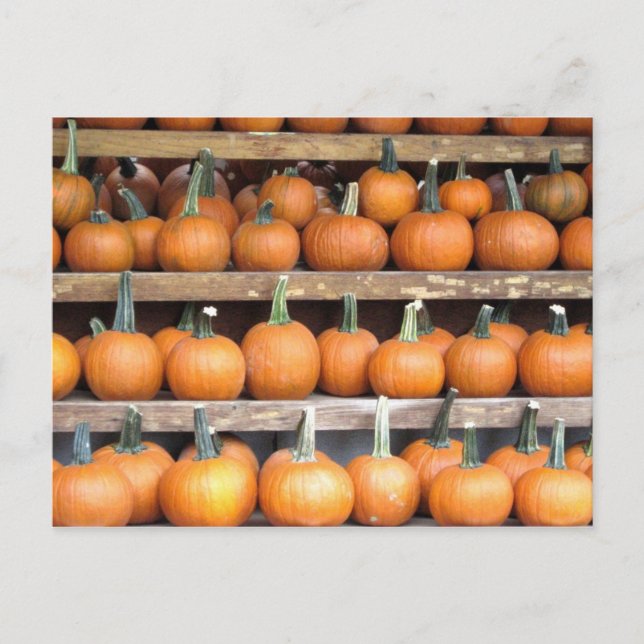 Pumpkins, Pumpkins Postcard Postkarte (Vorderseite)