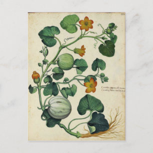 Pumpkins Squash Vintage botanische Druckerei Postkarte