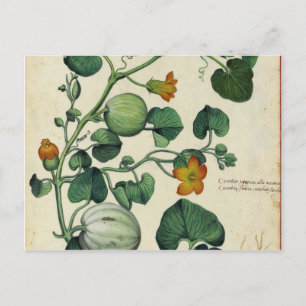 Pumpkins Squash Vintage botanische Druckerei Postkarte