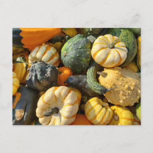 Pumpkins und Gourds Autumnal Postkarte