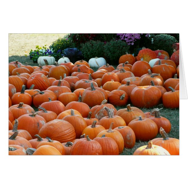 Pumpkins und Mums Herbsternte Fotografie (Vorderseite (Horizontal))