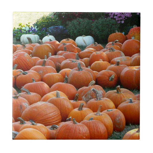 Pumpkins und Mums Herbsternte Fotografie Fliese (Vorderseite)