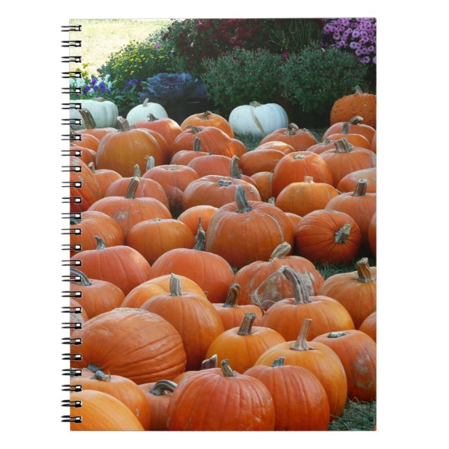 Pumpkins und Mums Herbsternte Fotografie Notizblock (Vorderseite)