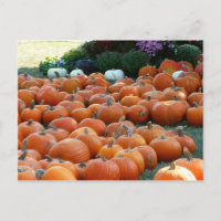 Pumpkins und Mums Herbsternte Fotografie