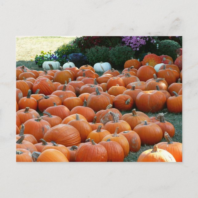 Pumpkins und Mums Herbsternte Fotografie Postkarte (Vorderseite)