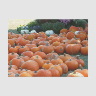 Pumpkins und Mums Herbsternte Fotografie Seidenpapier