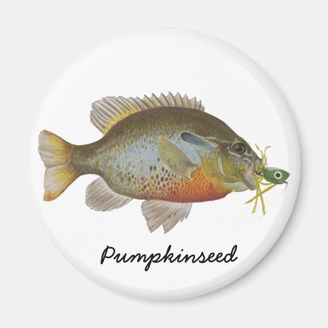 Pumpkinseed Magnet (Vorne)