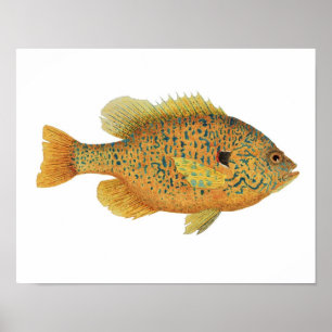 Pumpkinseed Sunfish Art Poster