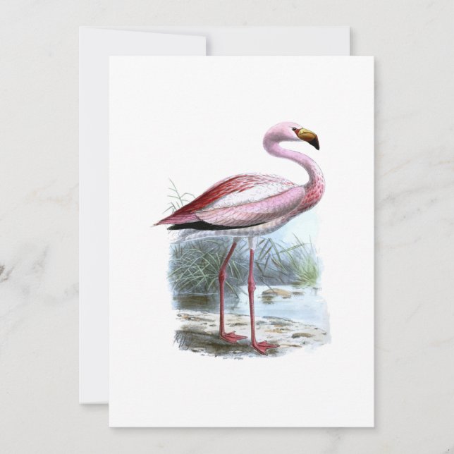 Puna Flamingo Vintag Illustration (Vorderseite)
