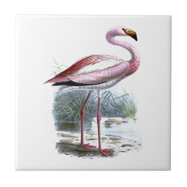 Puna Flamingo Vintag Illustration Fliese (Vorderseite)