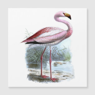 Puna Flamingo Vintag Illustration Magnetkarte