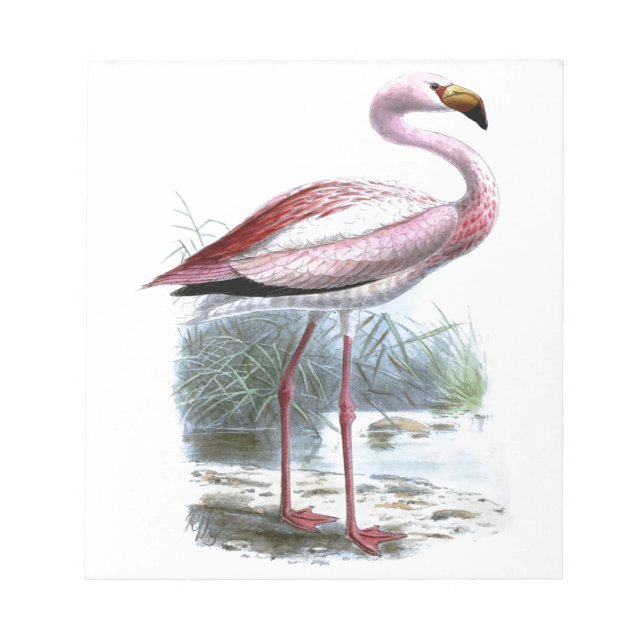 Puna Flamingo Vintag Illustration Notizblock (Vorderseite)