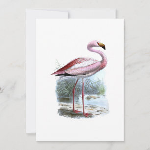 Puna Flamingo Vintage Illustration