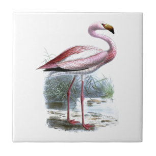 Puna Flamingo Vintage Illustration Fliese