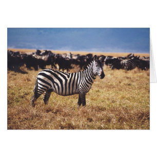 Pundamilia (Zebra)