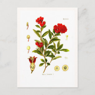 Punica granata (Granatapfel) Postkarte
