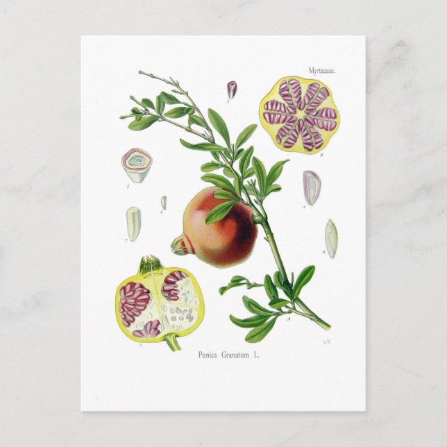 Punica granatum (Granatapfel) Postkarte (Vorderseite)