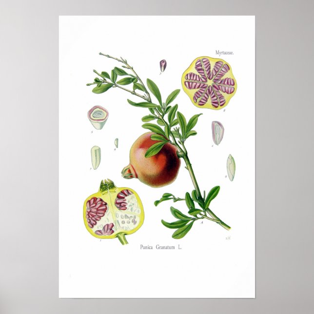 Punica granatum (Pomegranat) Poster (Vorne)