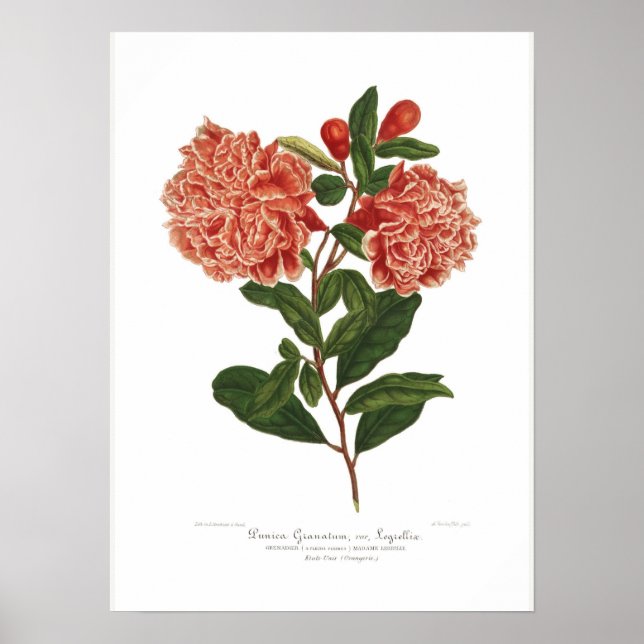 Punica granatum poster (Vorne)