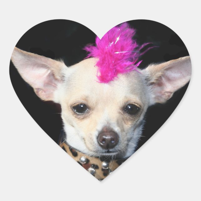 Punk Chihuahua Stickers (Vorderseite)