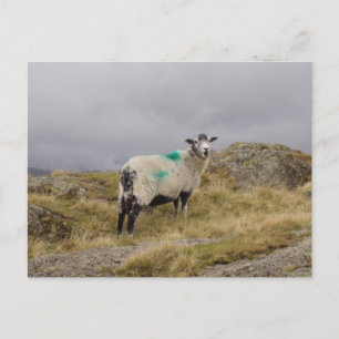 Punk Postkarte