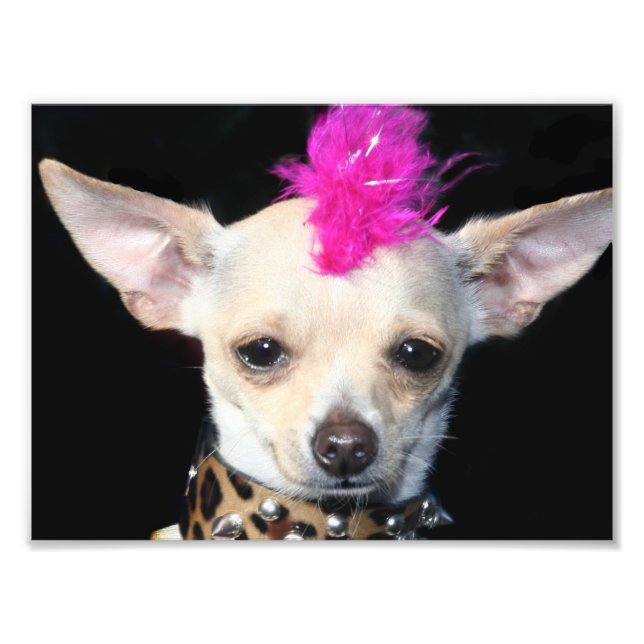 Punk Rock Chihuahua Fotodruck (Vorne)