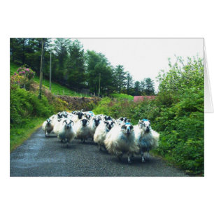 Punk Sheep auf der Halbinsel Beara Irland