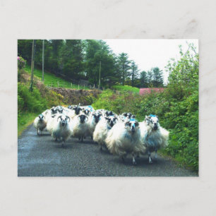Punk Sheep auf der Halbinsel Beara Irland Postkarte