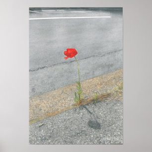 Punkmohnblume (Arthur) Poster