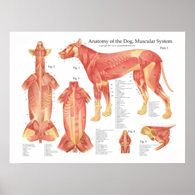 Punktdiagramm zur Muskelanatomie des Hundes Poster (Vorne)