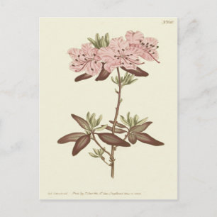 Punktierte Rhododendron-Illustration Postkarte