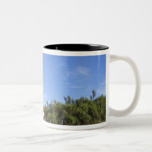 Punta Delgada, Valdes Halbinsel, Chubut Zweifarbige Tasse