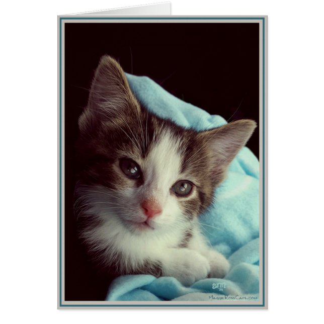 PUP-Kätzchen 6 (Vorne)