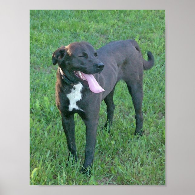 Pup Pup Laughing Poster (Vorne)