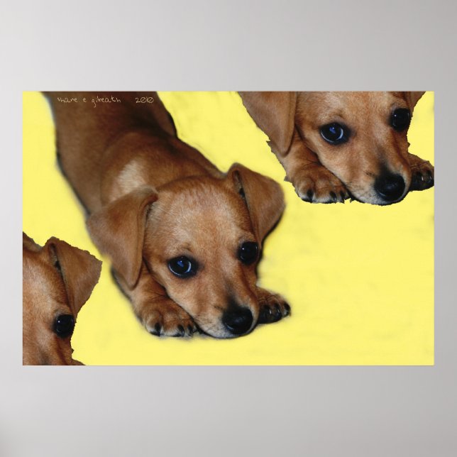 PUPNOSE POSTER (Vorne)