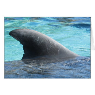 Puppen-Flosse - TBD Reihe