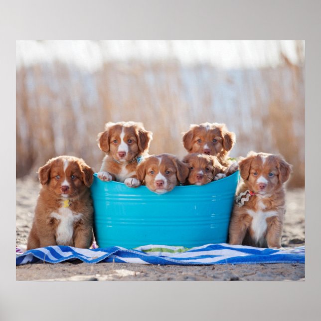 Puppenbuckel am Strand Poster (Vorne)