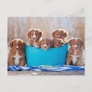 Puppenbuckel am Strand Postkarte