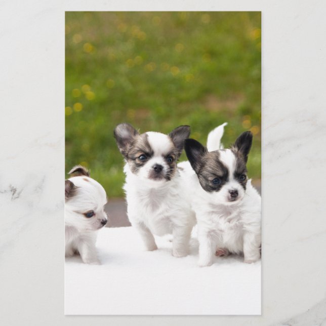 puppies-453532.jpg (Vorderseite)