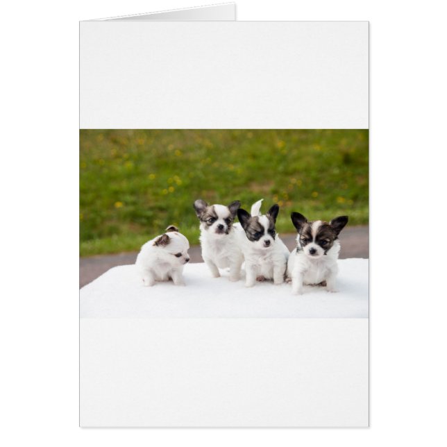 puppies-453532.jpg (Vorne)