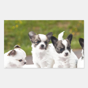 puppies-453532.jpg rechteckiger aufkleber