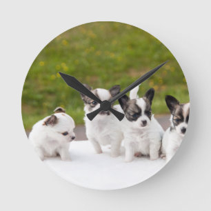 puppies-453532.jpg runde wanduhr